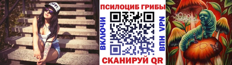 Купить  Полесск  Галлюциногенные грибы Psilocybine cubensis 
